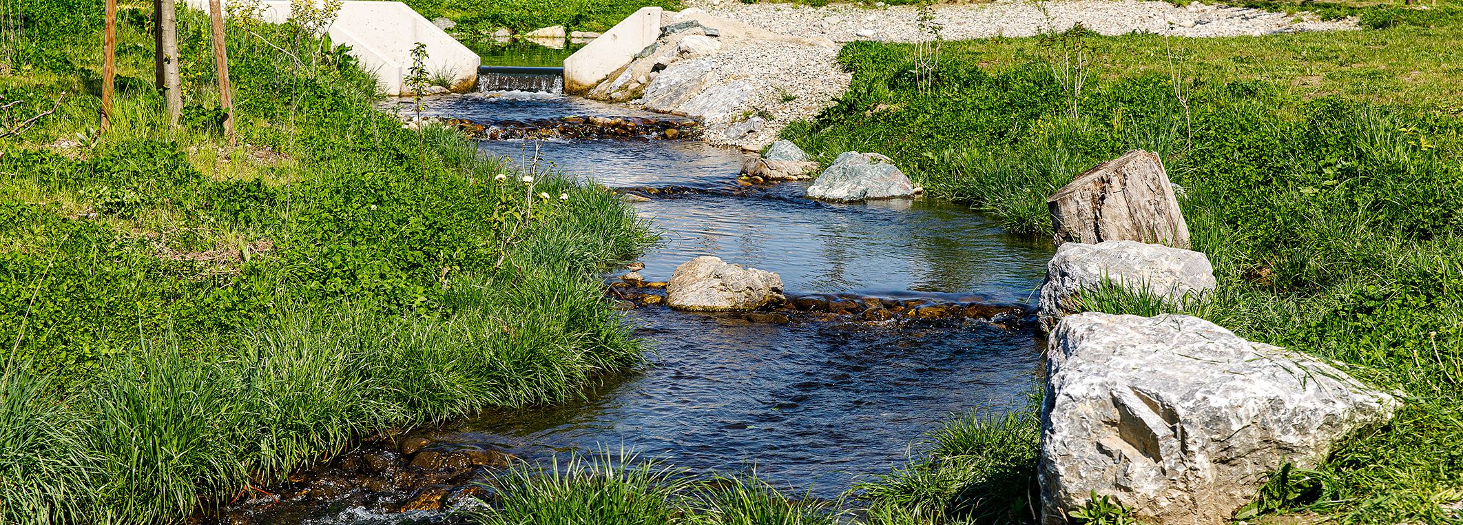 Ein kleiner Bach, der durch eine Wiese geht 