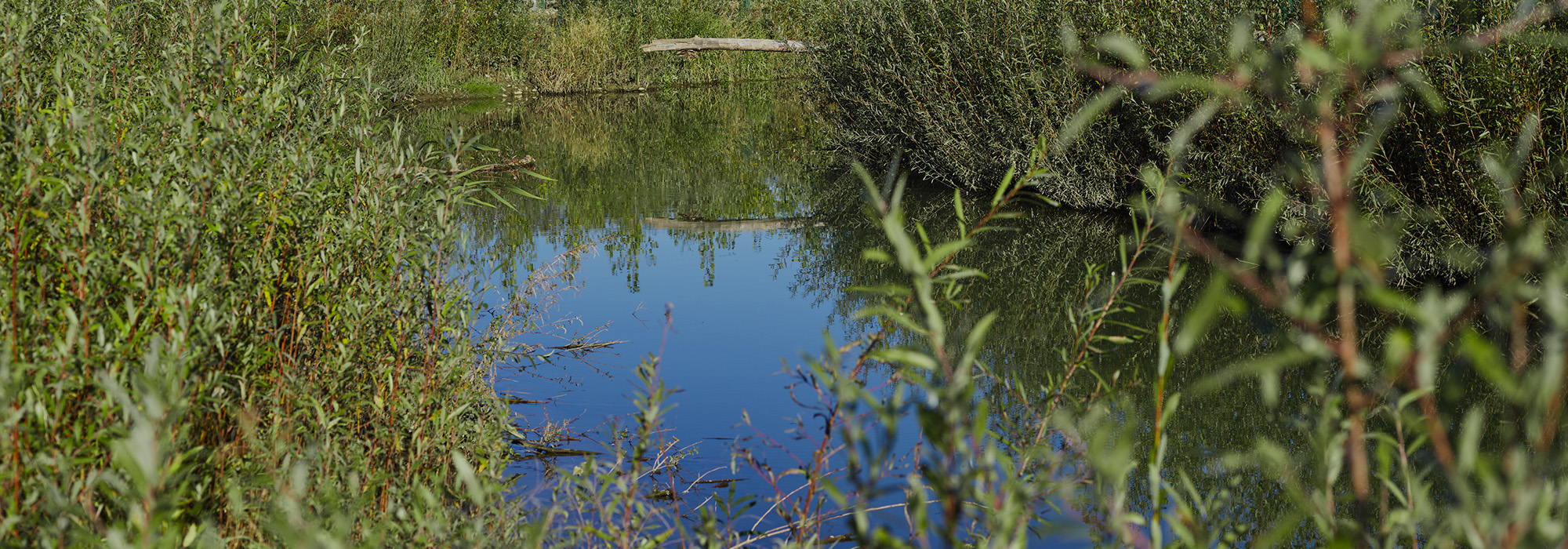 Eine Aufnahme des Biotops Rudersdorf zeigt ein Gewässer, umgeben von Sträuchern und Totholz.