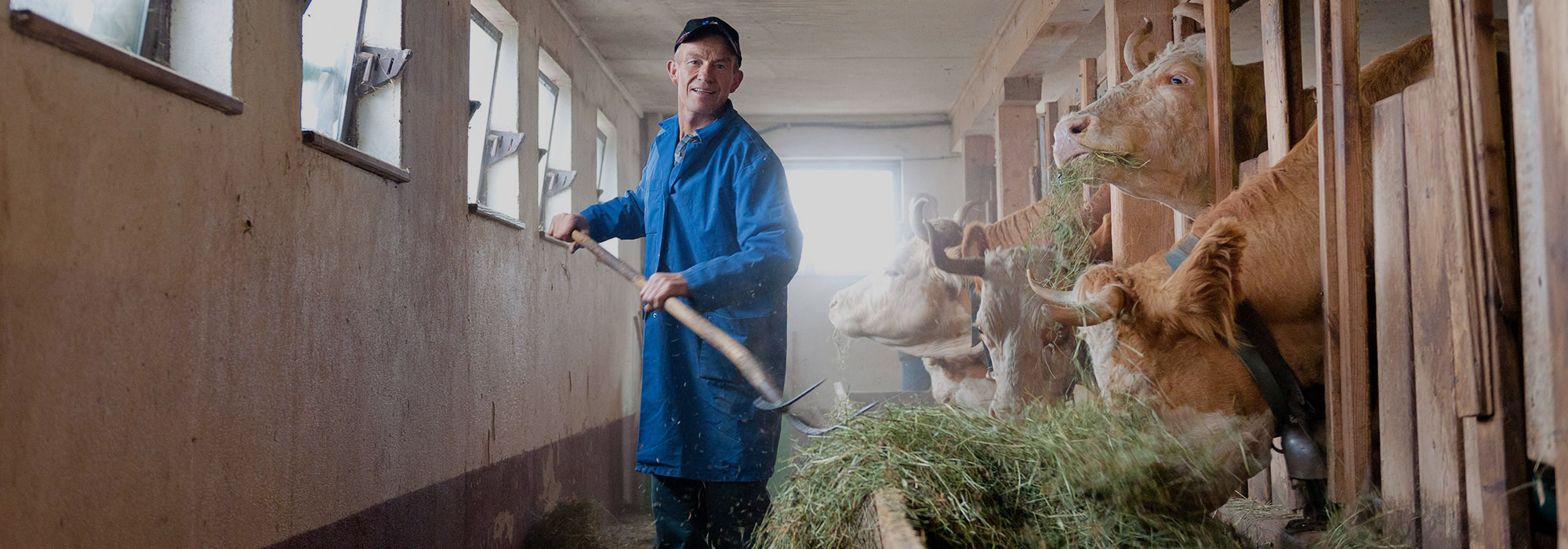 Ein Bauer fuettert seine Kühe im Stall