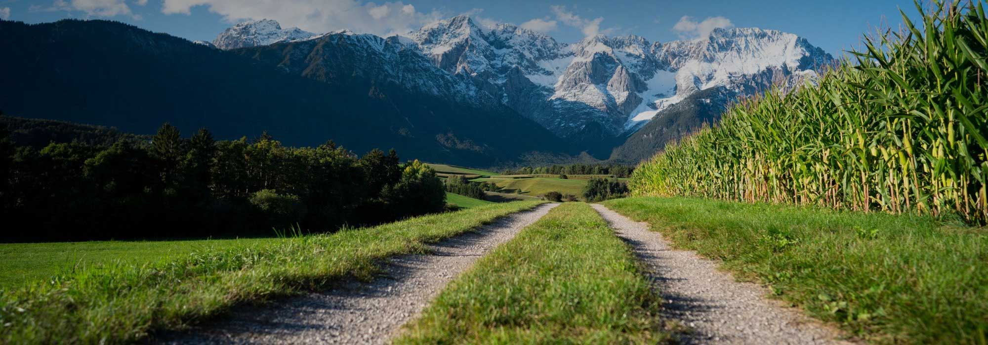 Schotterstrasse neben einem Maisfeld mit schneebedeckten Bergen im Hintergrund